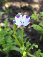 Imagem de Nemophila maculata Benth. ex Lindl.