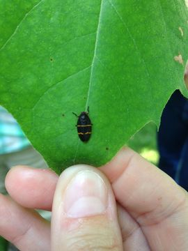 18.https www inaturalist org photos 3074967.580x360