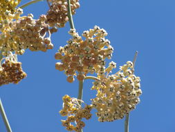 Image of <i>Asclepias albicans</i>
