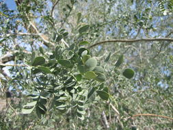 Image of <i>Olneya tesota</i>