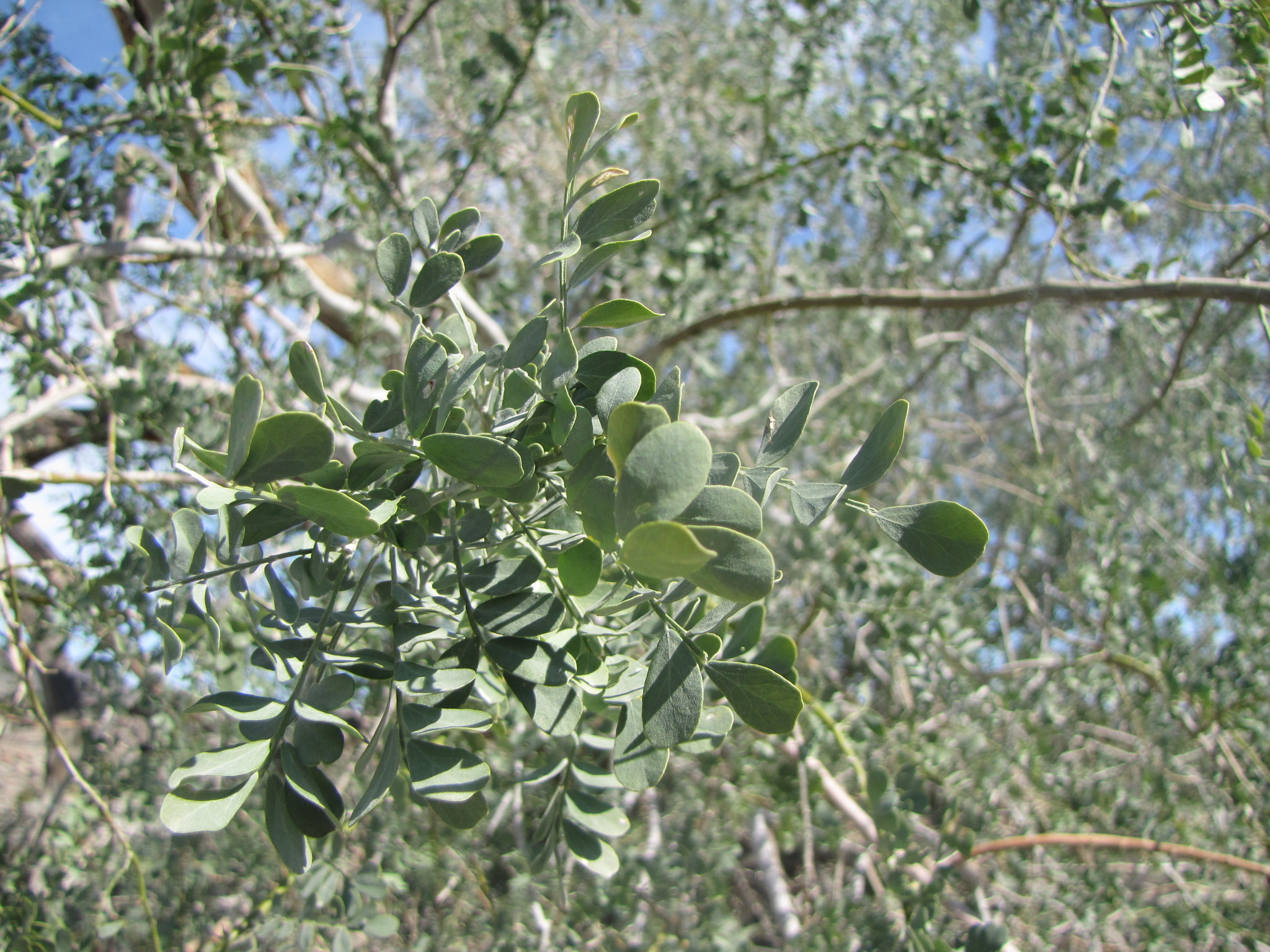 Image of <i>Olneya tesota</i>