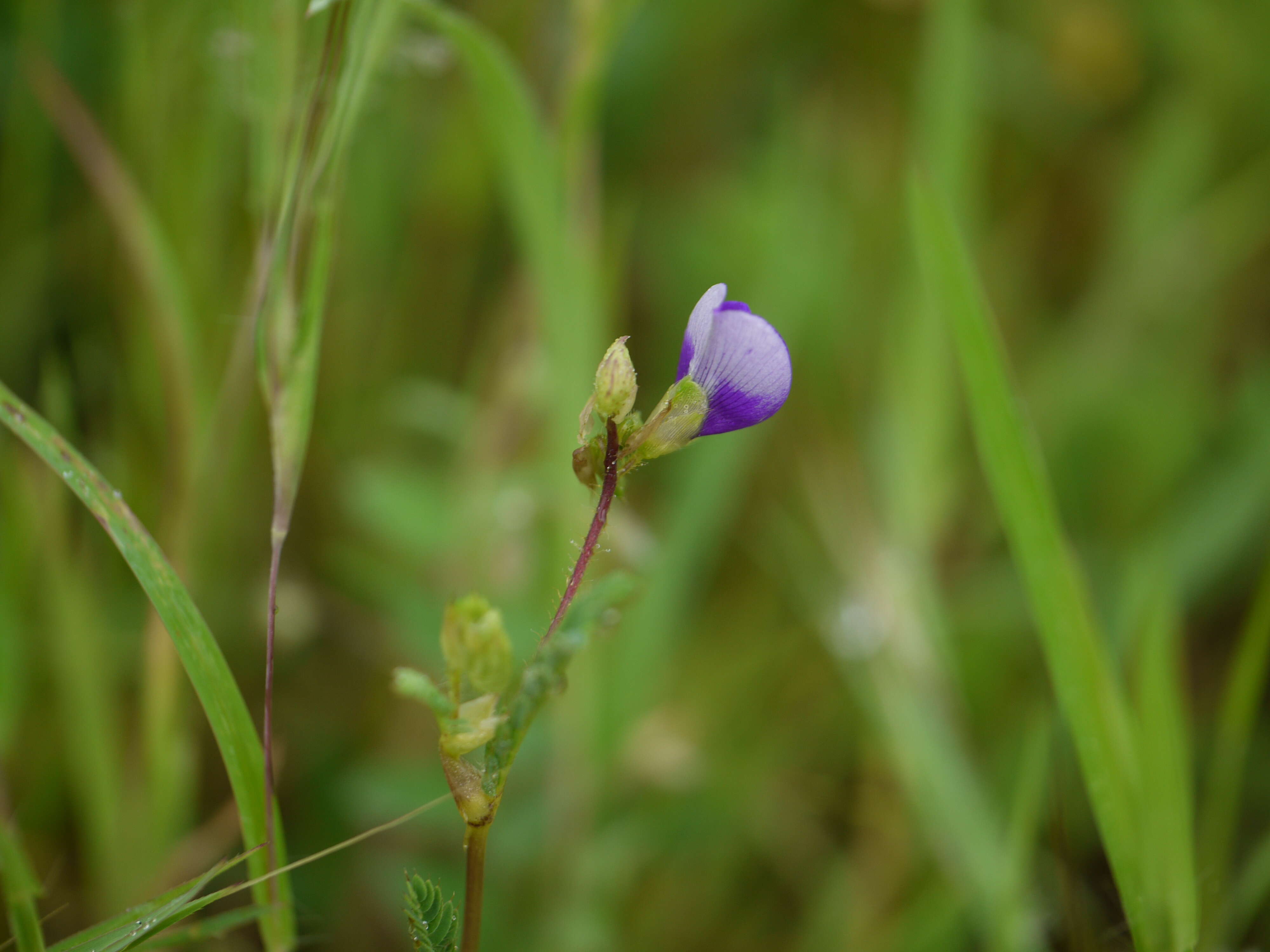 Слика од Smithia purpurea Hook.