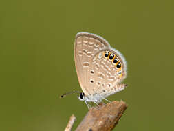 Image of Oriental Grass Jewel