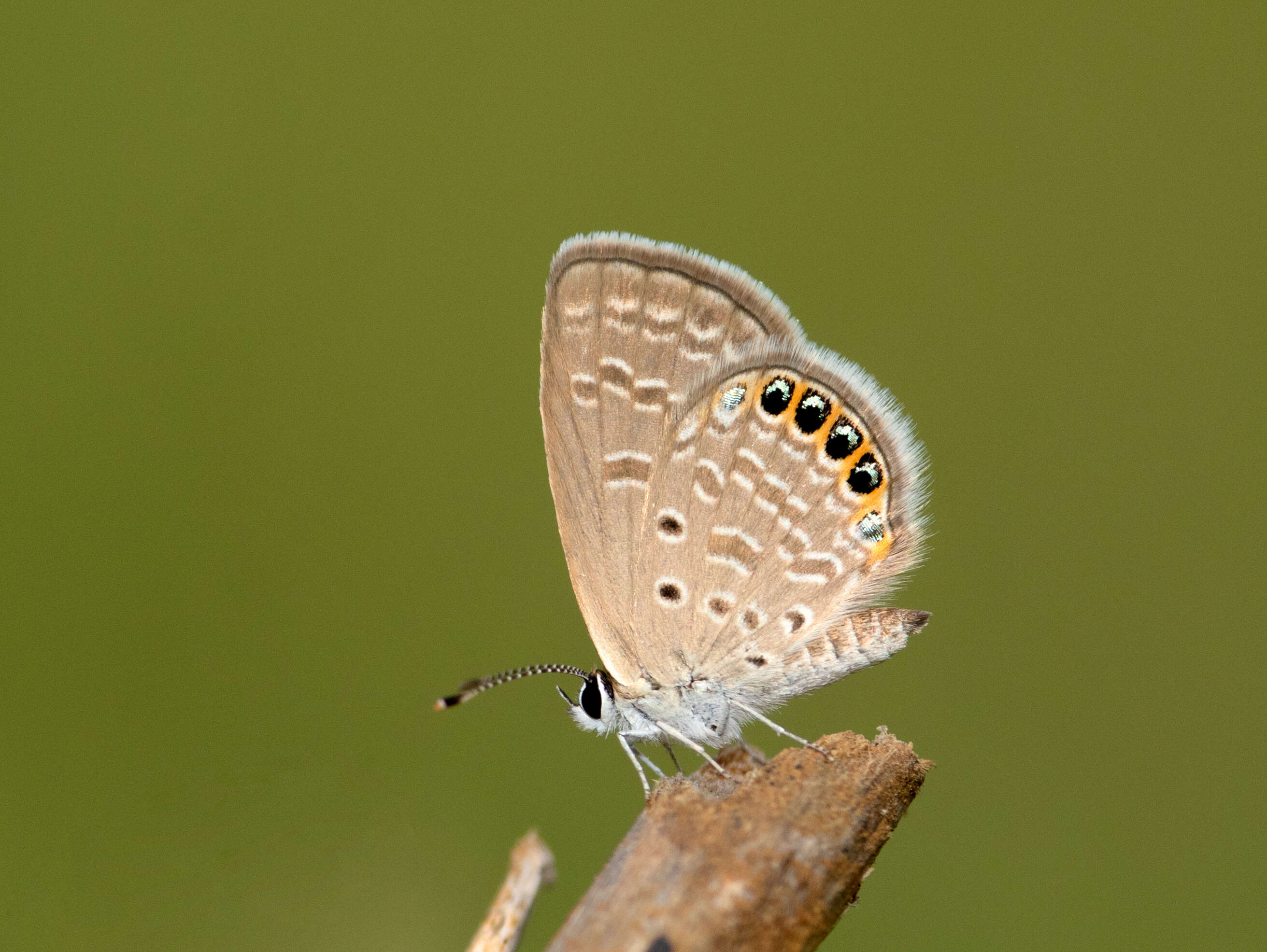 Image of Oriental Grass Jewel