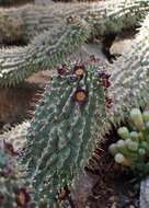 Image of Ceropegia officinalis subsp. officinalis