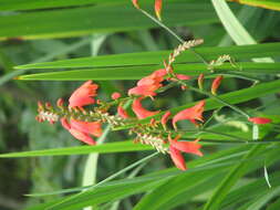 Image of Pott's Montbretia