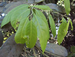 Sivun Diospyros paniculata Dalzell kuva