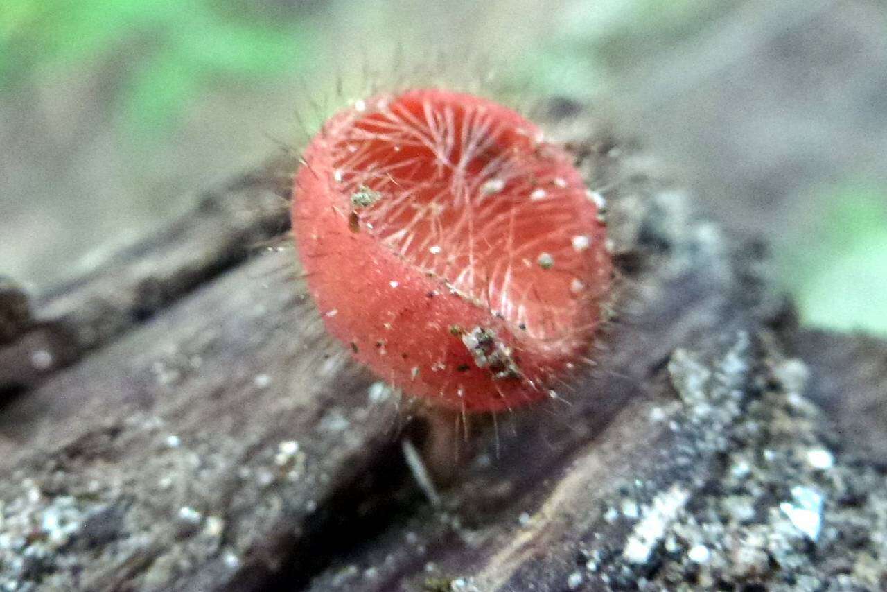 Image of Cookeina tricholoma (Mont.) Kuntze 1891