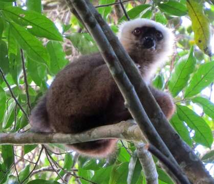 Image of White-fronted Brown Lemur