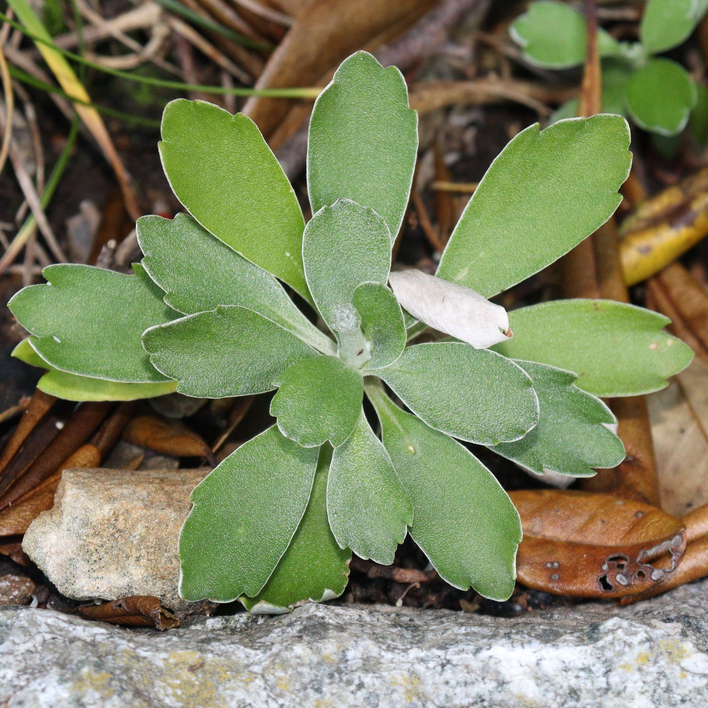 Image of Ajania shiwogiku var. kinokuniensis (Shimot. & Kitam.) R. Govaerts