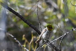 Image of Auriparus Baird & SF 1864