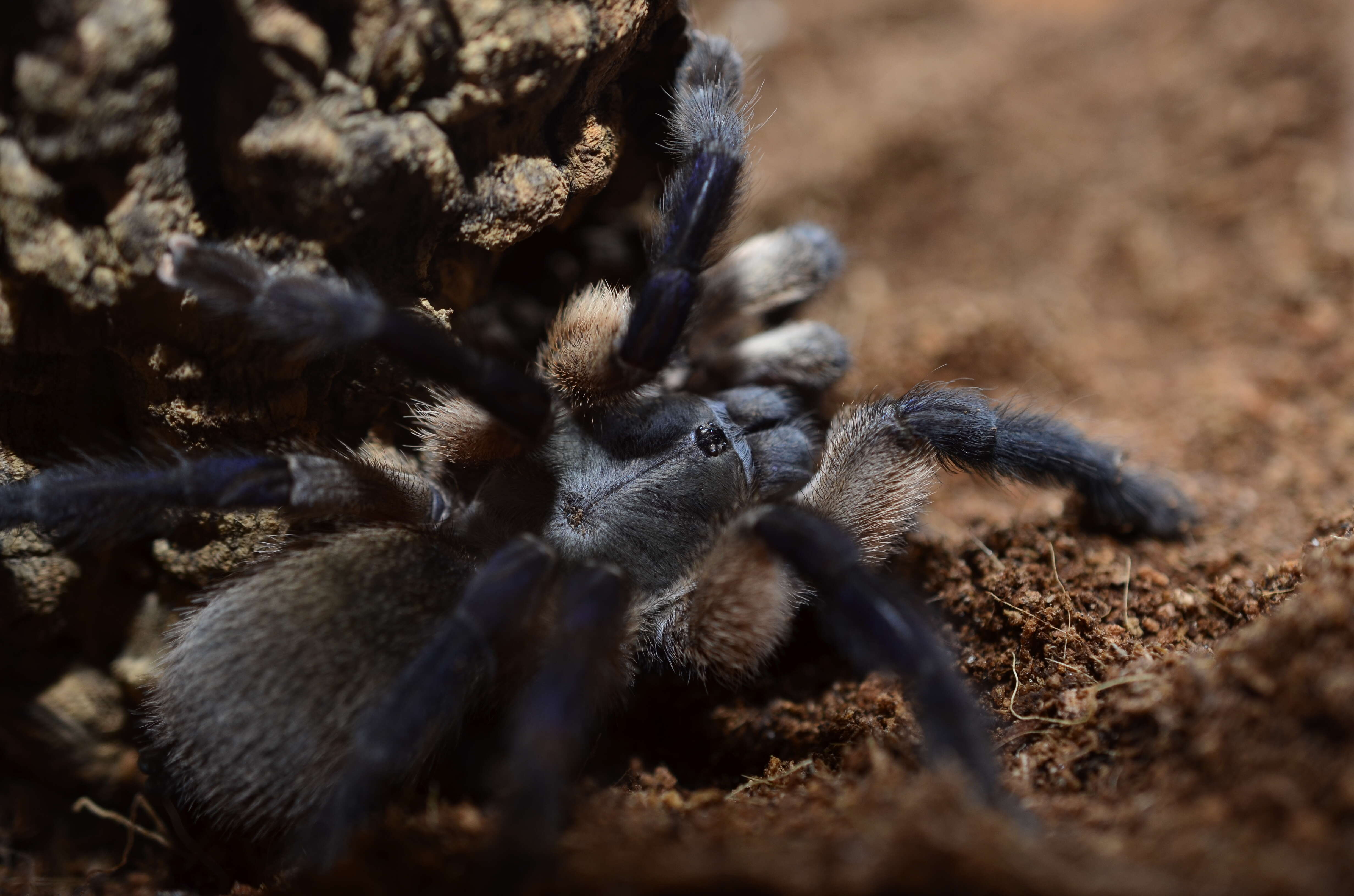 Image of Socotra Island Blue Baboon (tarantula)