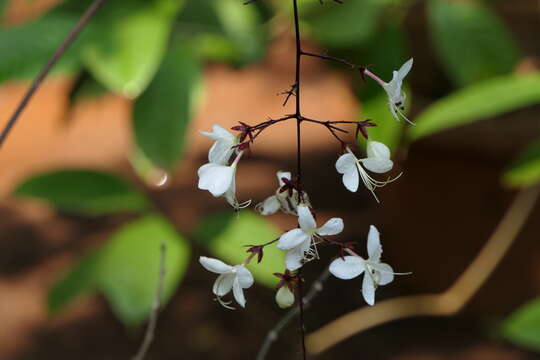 Image of Clerodendrum schmidtii C. B. Clarke