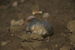 Image of Robust Golden Mole