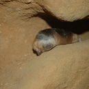 Image of Marley's Golden Mole