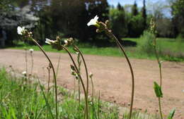 Image of Meadow Saxifrage