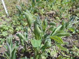 Image of Thermopsis lanceolata R. Br.