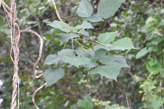 Image of Erythrina stricta Roxb.