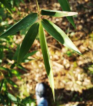 Слика од Phyllostachys aurea (André) Rivière & C. Rivière