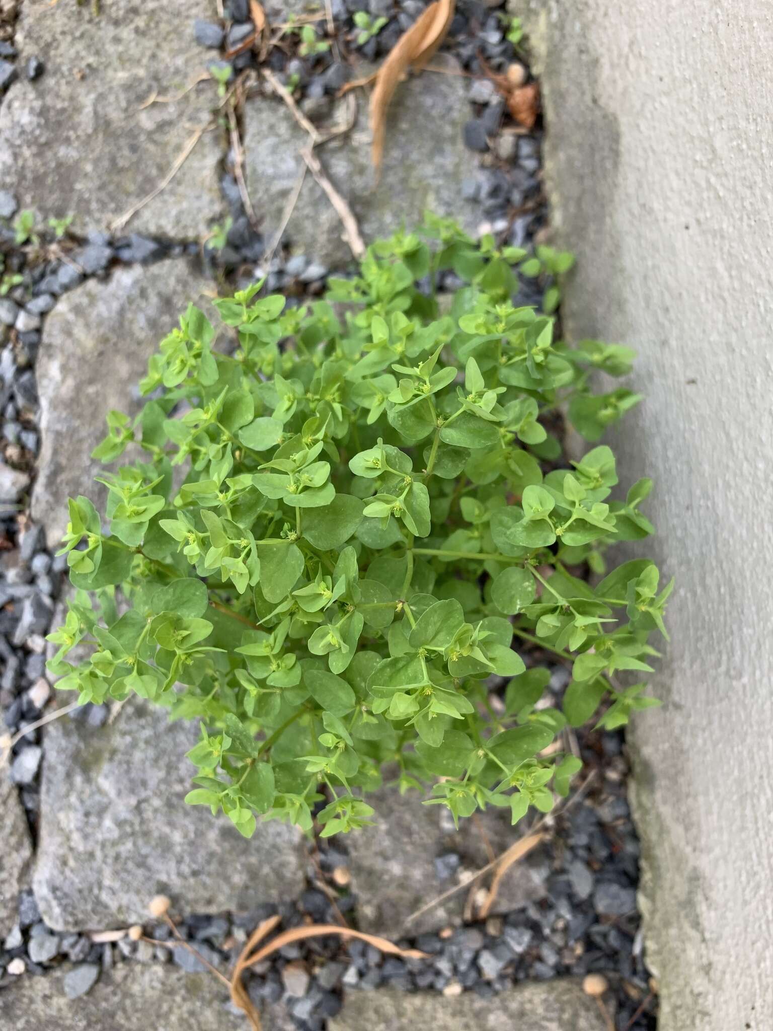 Image of cancer weed