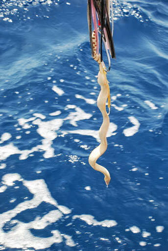 Image of Yellow-bellied sea snake