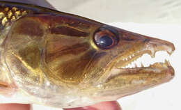 Image of African pike