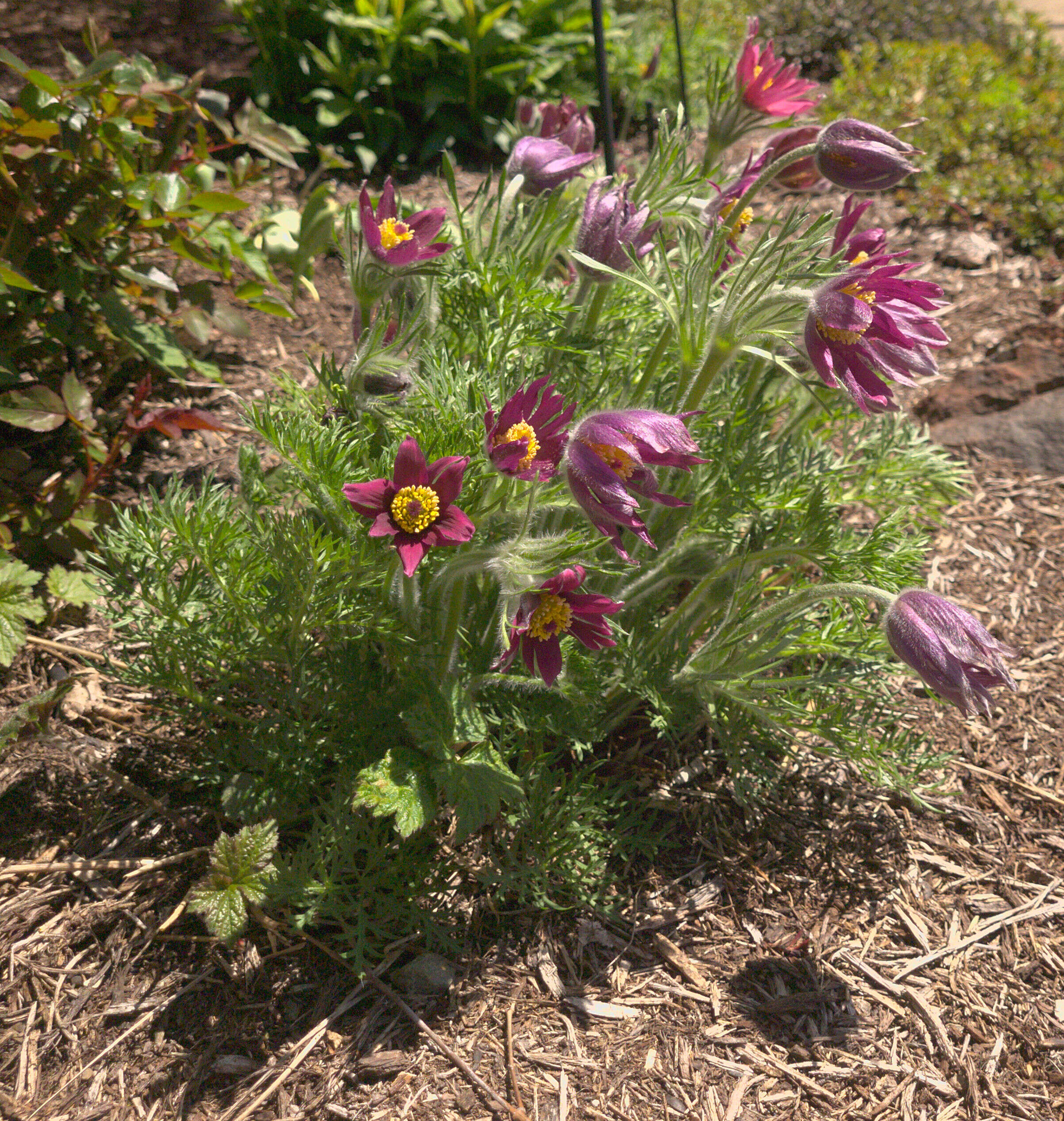 Imagem de Pulsatilla vulgaris Miller