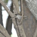 Image of Angola Babbler