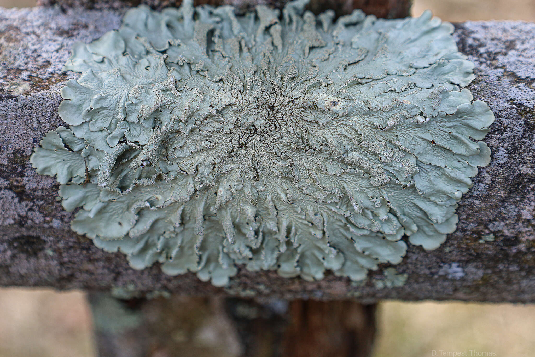 Image of Common greenshield lichen