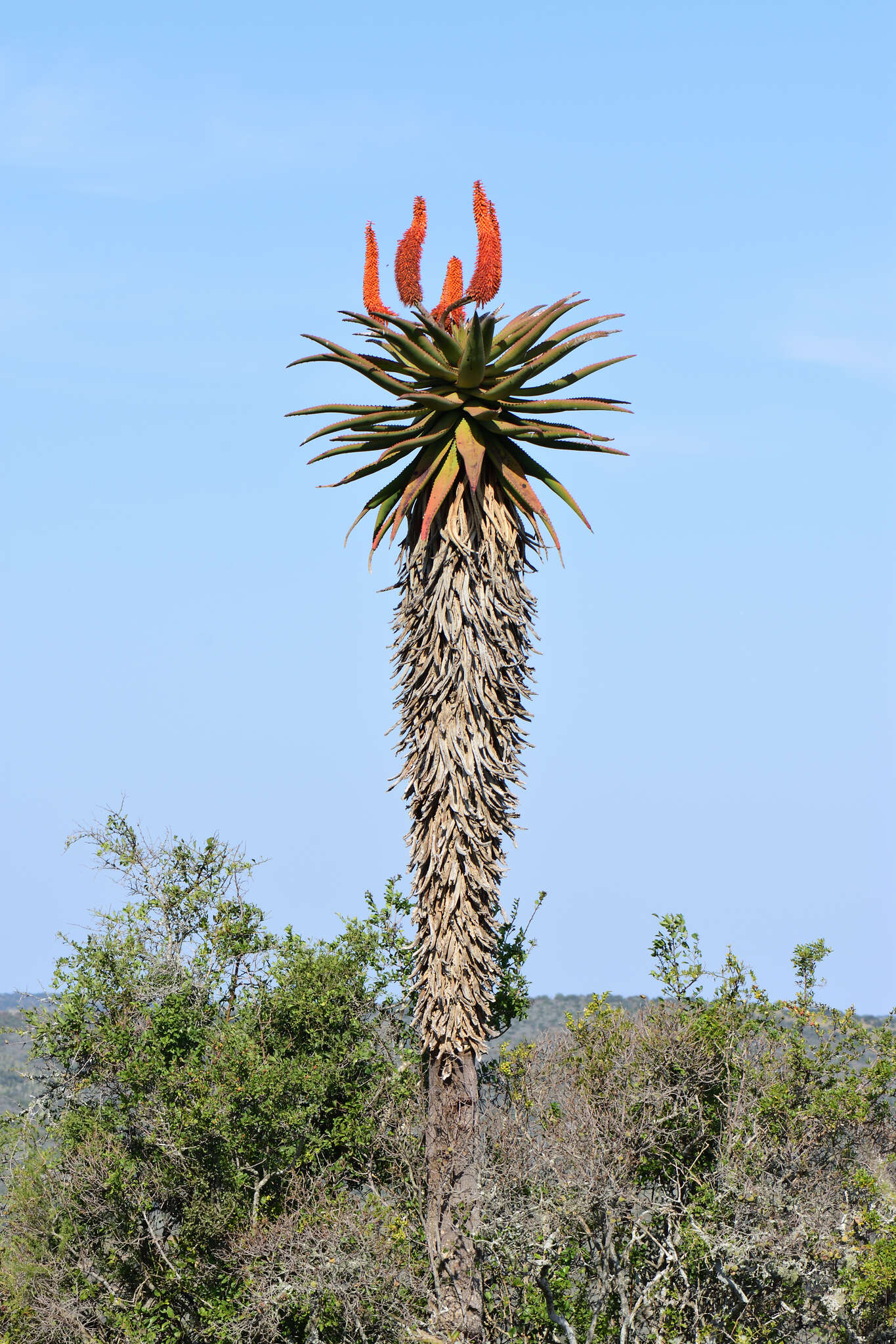 Image de Aloès du Cap