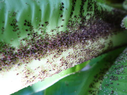 Image of Banana aphid