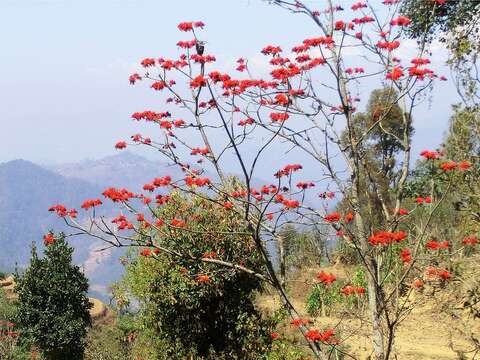 Image of Erythrina stricta Roxb.