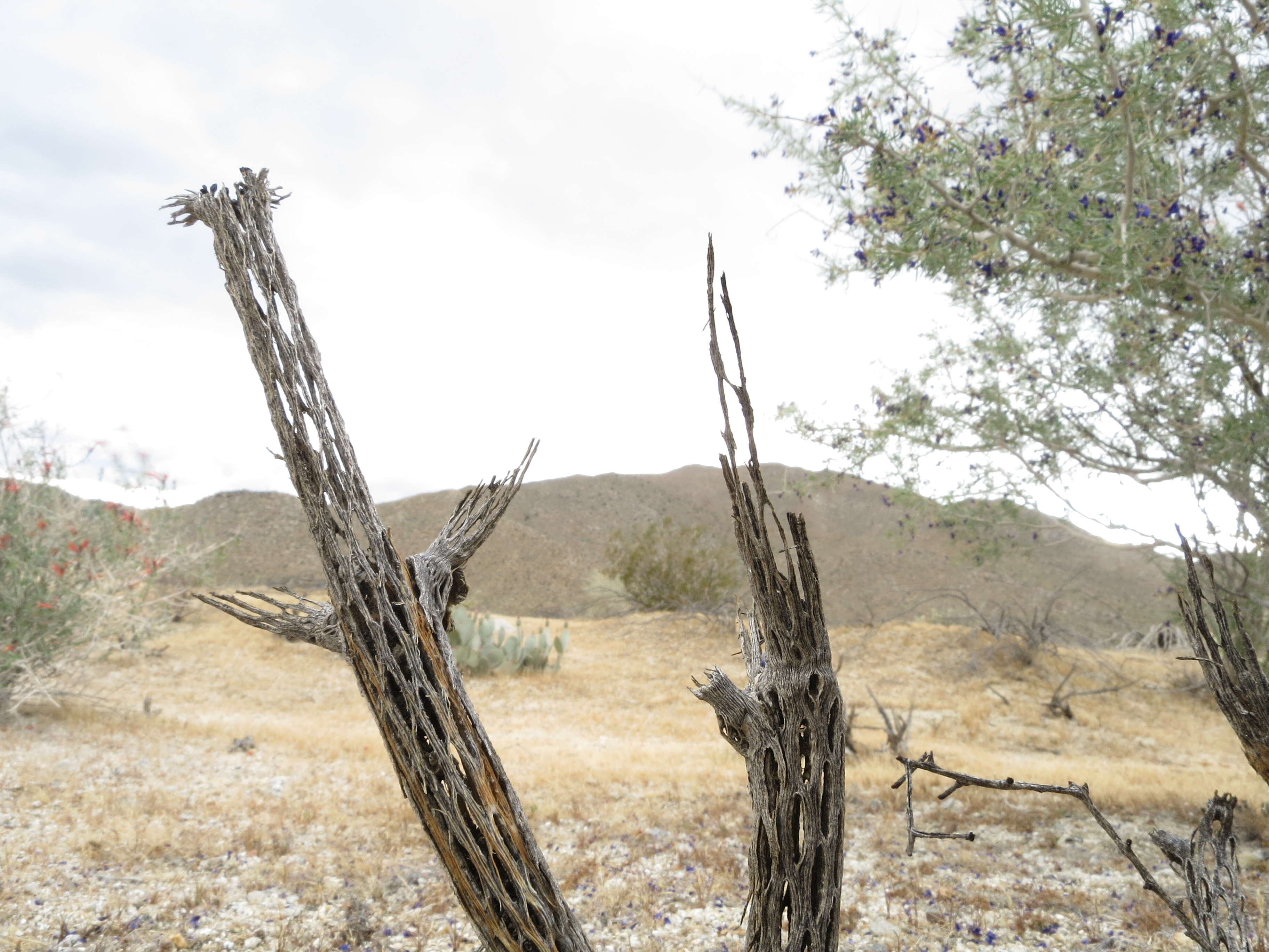 Image de Cylindropuntia