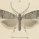 Image of Cnephasia ochnosema Meyrick 1936