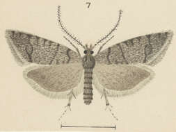 Image of Cnephasia ochnosema Meyrick 1936