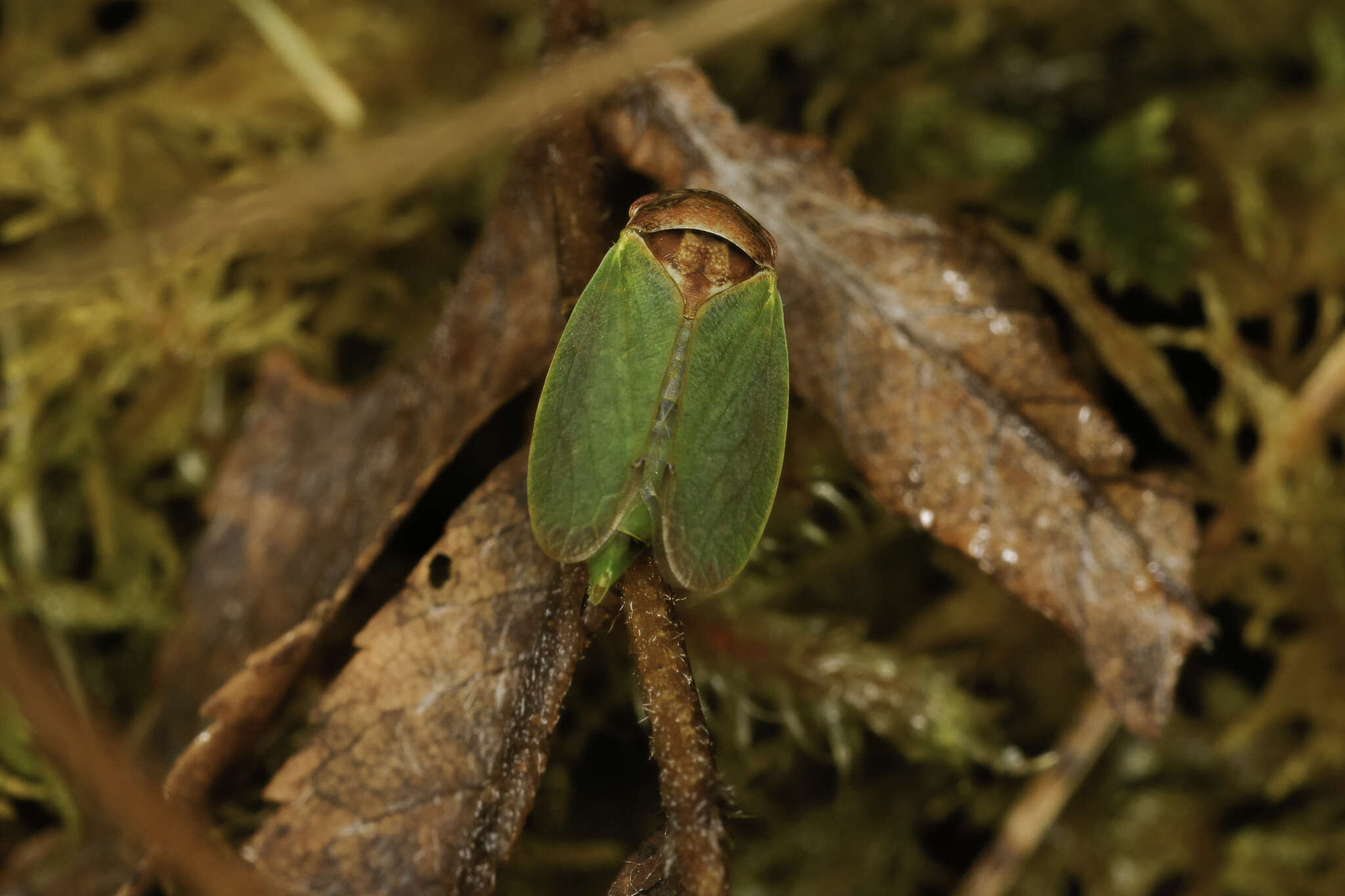 Image of Iassus lanio Linnaeus 1761