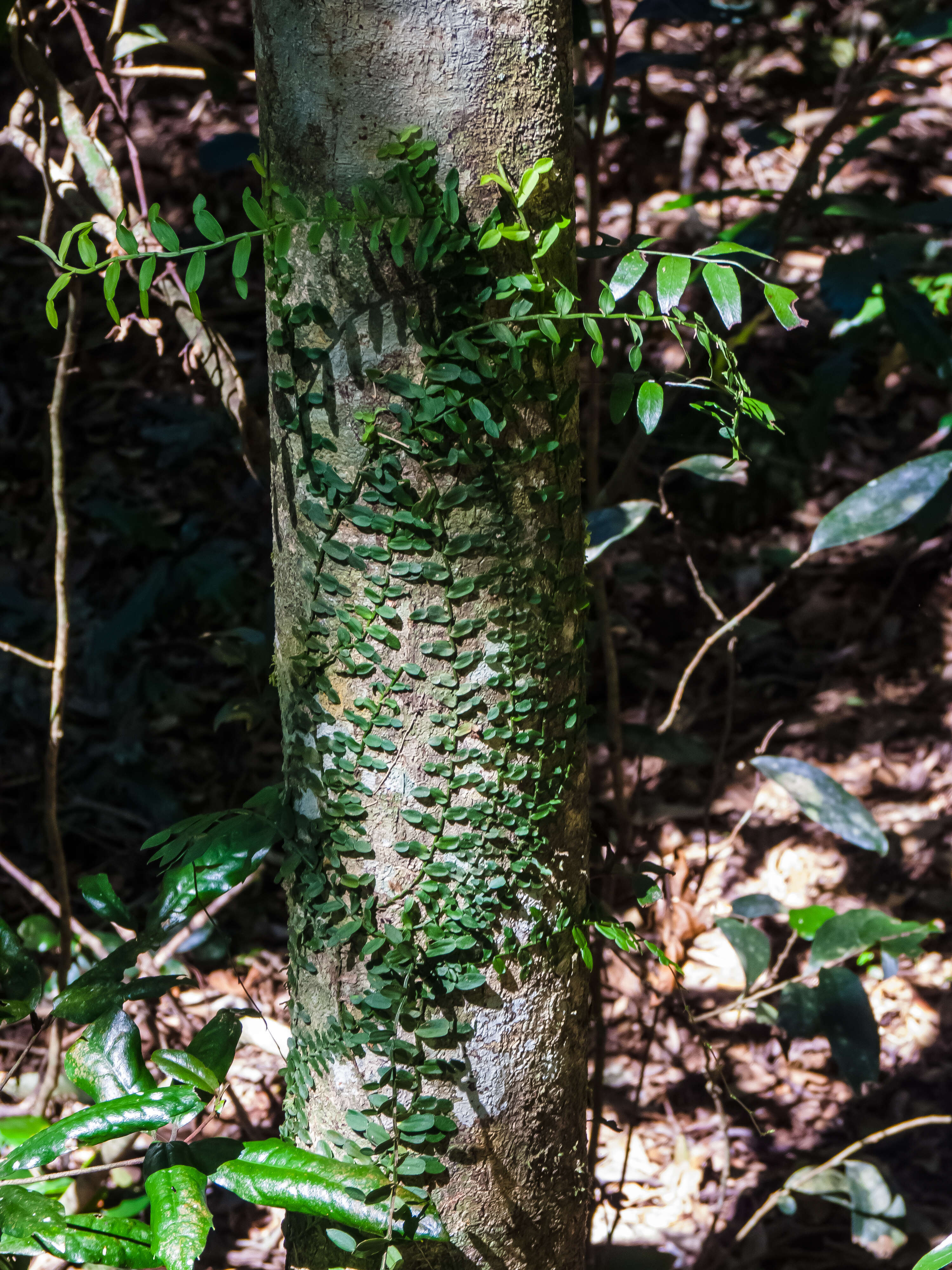 Image of Pothos longipes Schott