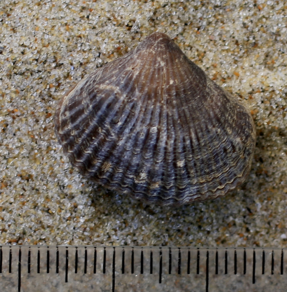 Image of Notosaria nigricans