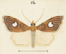 Image of Glaucocharis leucoxantha Meyrick 1882