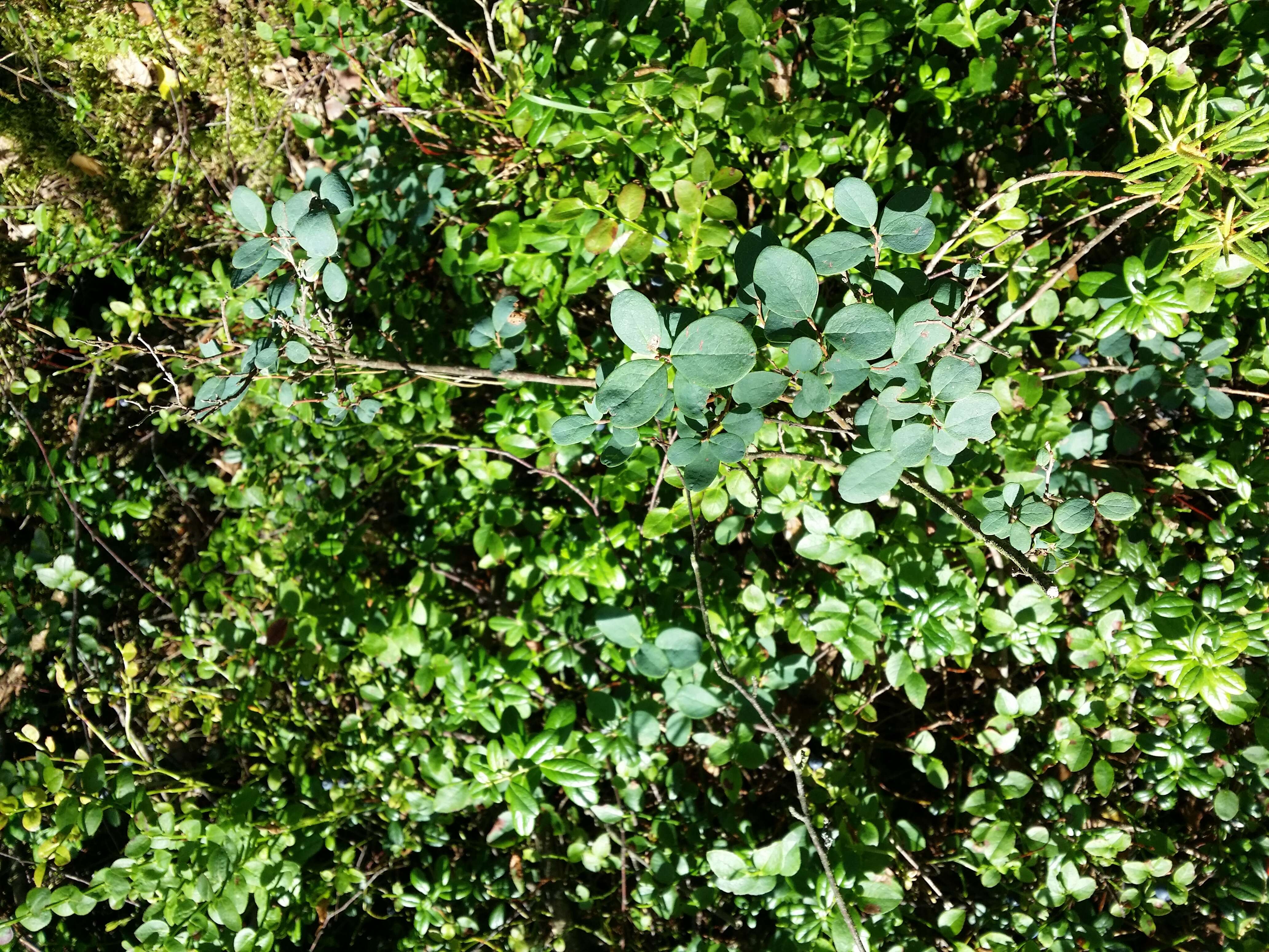 Image of alpine bilberry