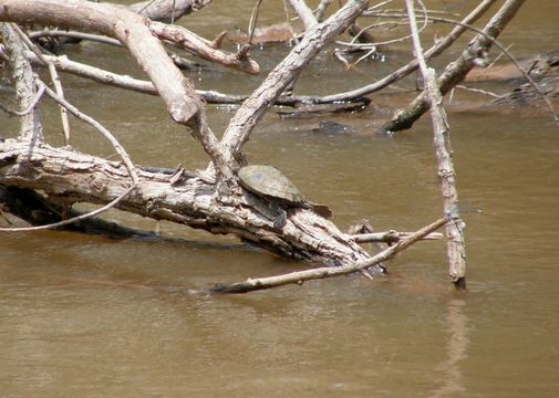 18.https www inaturalist org photos 3091431.580x360