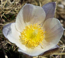 Pulsatilla vernalis (L.) Miller resmi