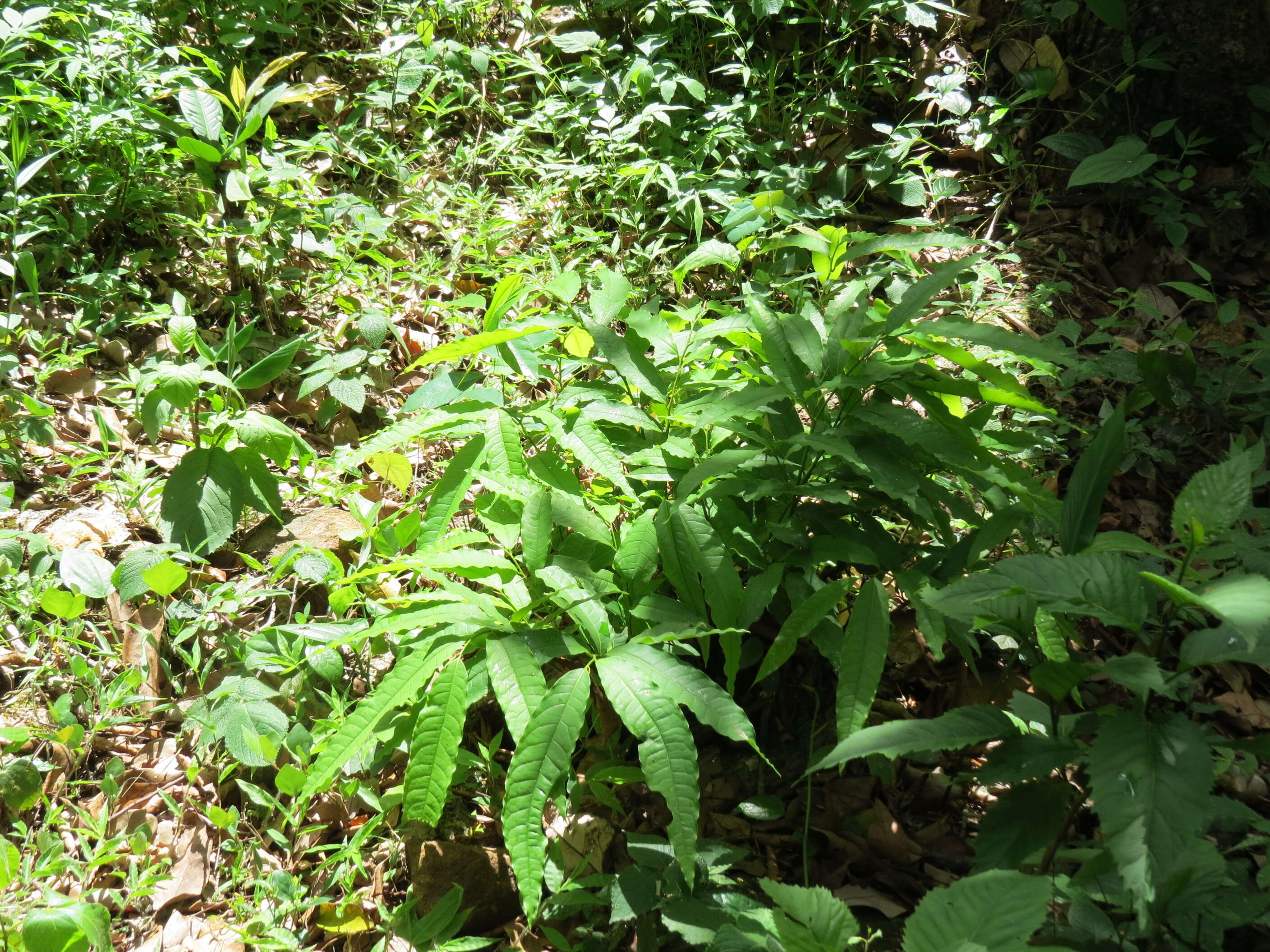 Plancia ëd Polyalthia fragrans (Dalzell) Hook. fil. & Thomson