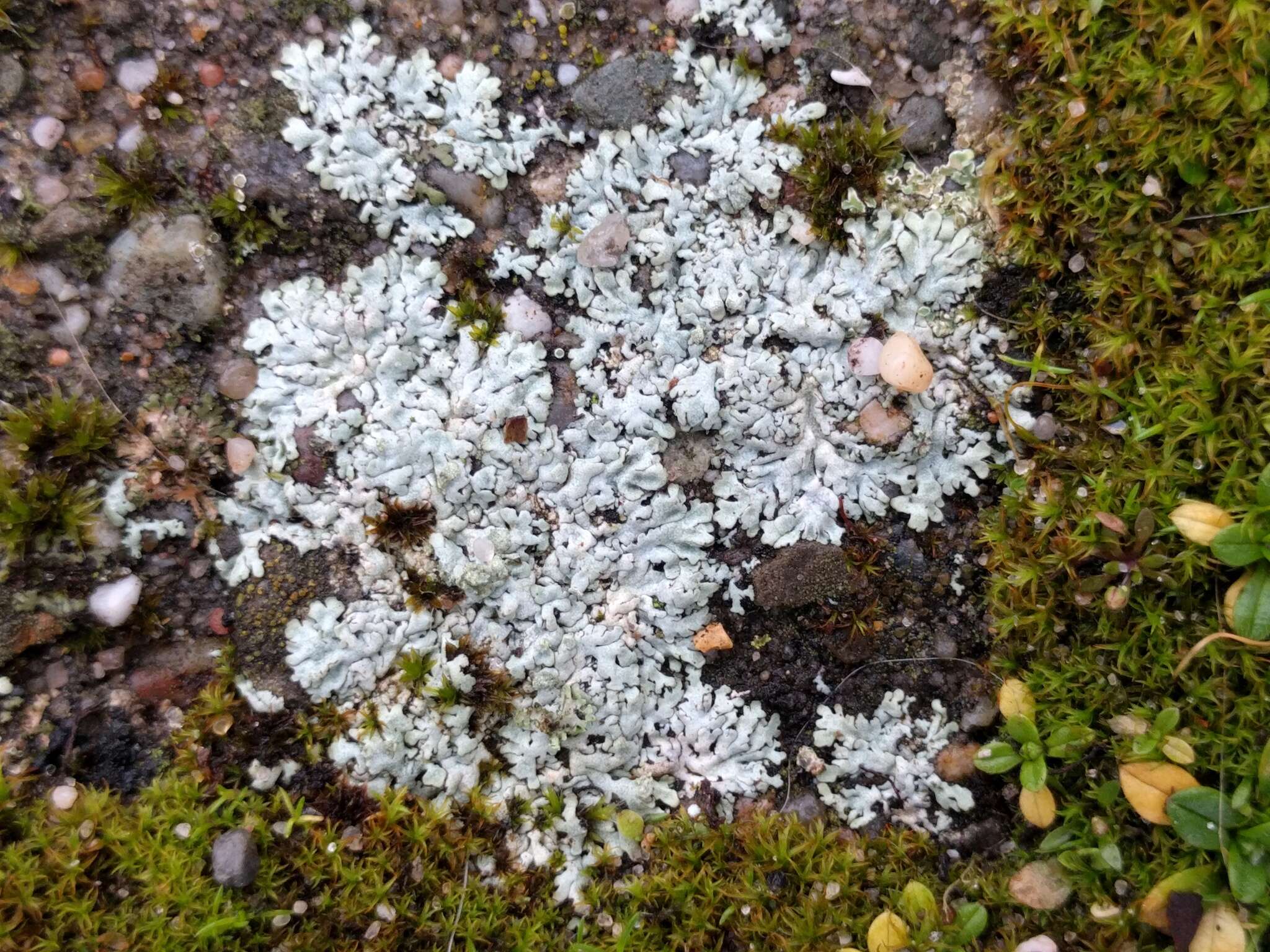 Image of Blue-gray rosette lichen