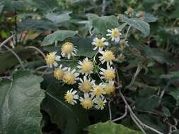 Image de Pericallis appendiculata (L. fil.) B. Nord.