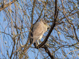 Image of Night Herons