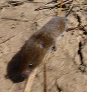 Image of Chihuahua Vole