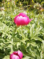 Image of Paeonia officinalis subsp. arietina (G. Anderson) N. G. Passal.