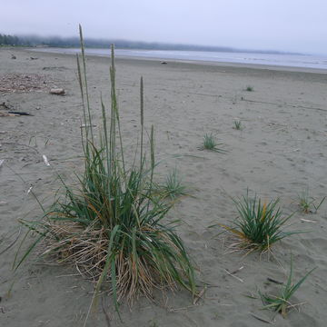 Image of American dunegrass