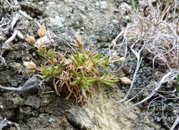Image of <i>Spergularia media</i>